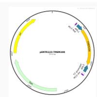 pENTR223-TMEM208人源基因质粒