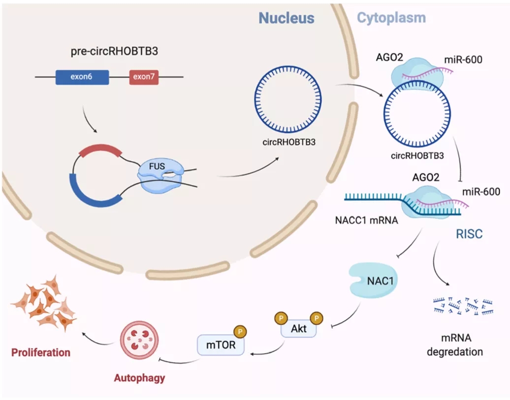 IF11+分客户文章丨FUS诱导的circRHOBTB3通过miR-600/NACC1介导的自噬反应促进PDAC细胞增殖