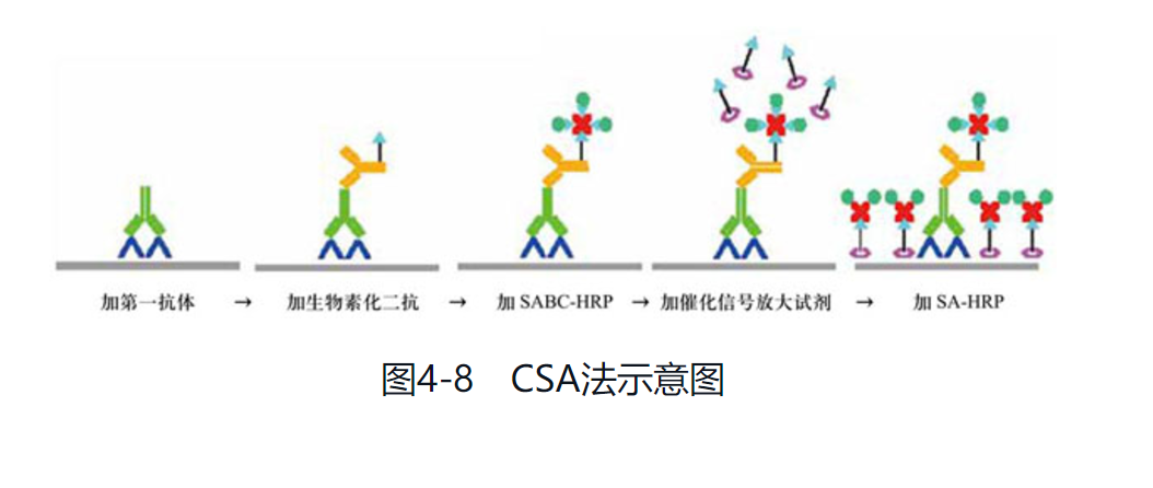 常用的免疫组织化学染色方法 2