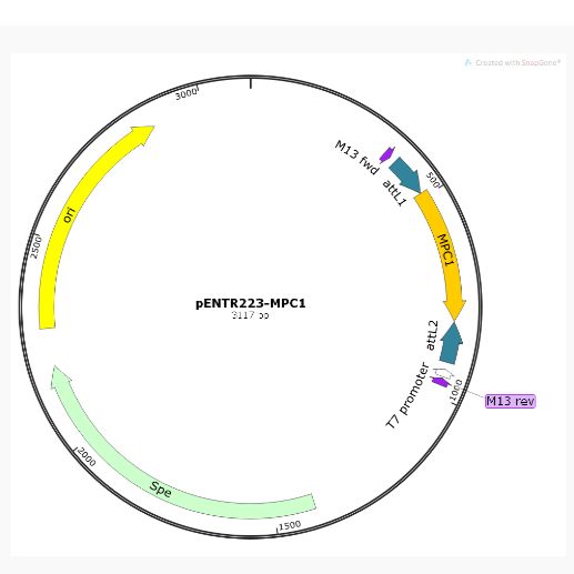 pENTR223-MPC1人源基因质粒