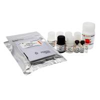 Human beta-NGF ELISA Kit