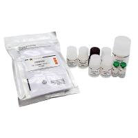 Human IL-8 ELISA Kit
