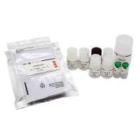 Human IFN-γ ELISA Kit