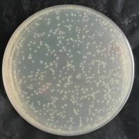 pENTR223-PRG2人源基因质粒