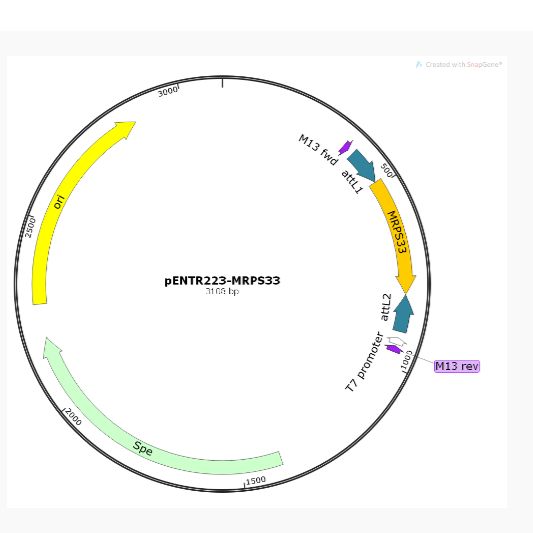 pENTR223-MRPS33人源基因质粒