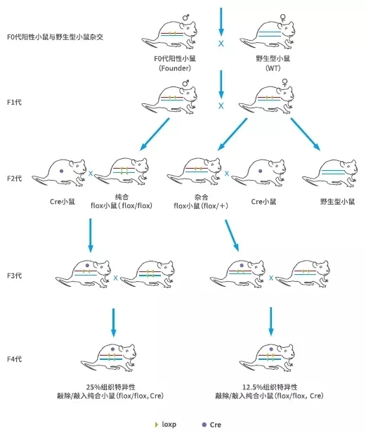 条件性敲除小鼠的原理、构建与应用