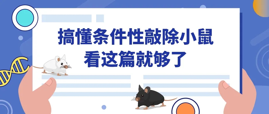 条件性敲除小鼠的原理、构建与应用