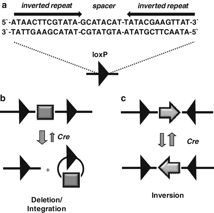 条件性敲除小鼠的原理、构建与应用