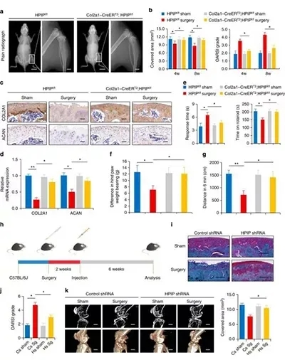 条件性敲除小鼠的原理、构建与应用