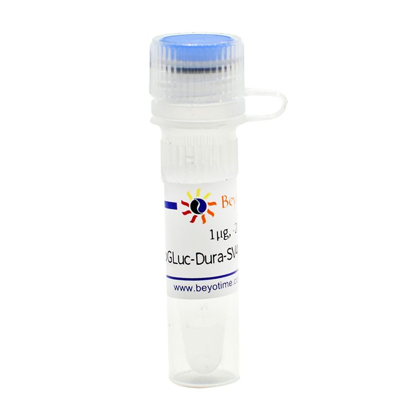 pGLuc-Dura-SV40-C (报告基因质粒)