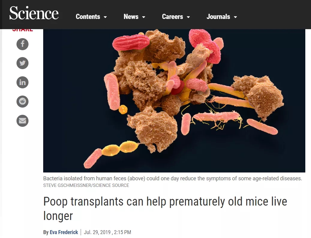 返老还童新选择,从小鼠粪便移植实验看到的趋势