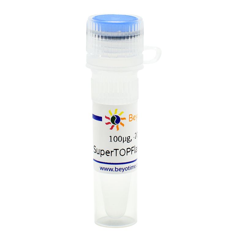 SuperTOPFlash(报告基因质粒)