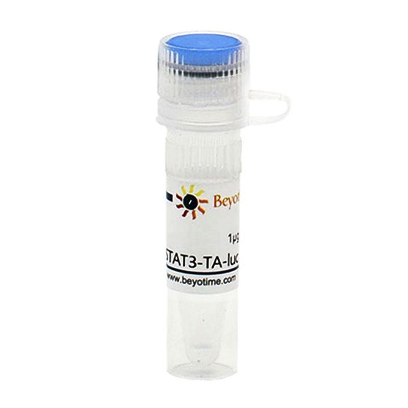 pSTAT3-TA-luc (报告基因质粒)