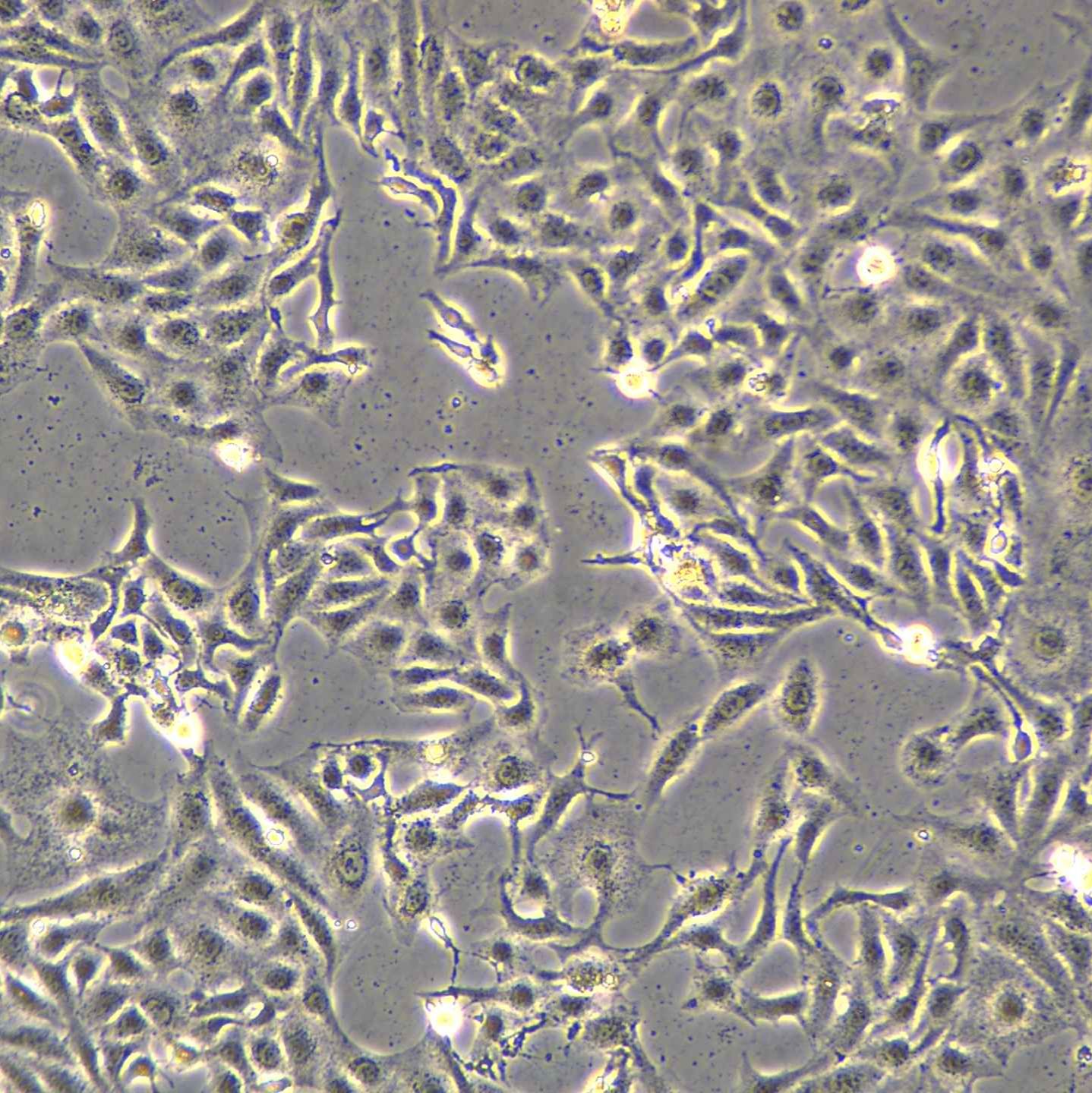 浙江（杭州）美森 人胃黏膜上皮细胞 GES-1