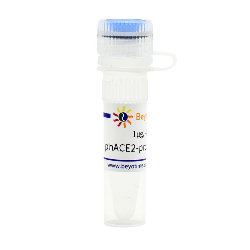 phACE2-promoter-TA-luc (报告基因质粒)