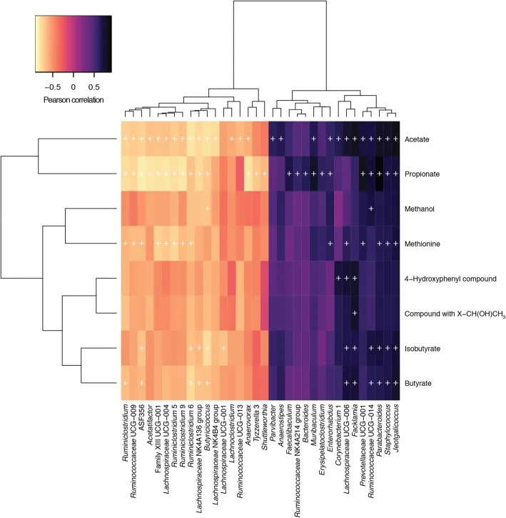 返老还童新选择,从小鼠粪便移植实验看到的趋势