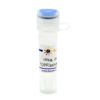 TOPFlash(报告基因质粒)