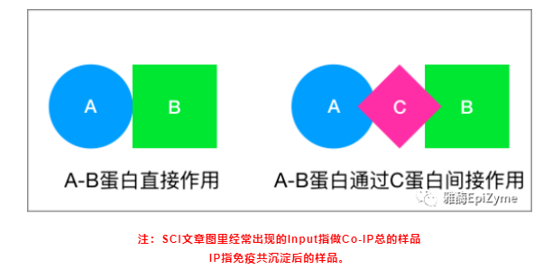 IP/Co-IP 实验技巧：效率和效果我都要！