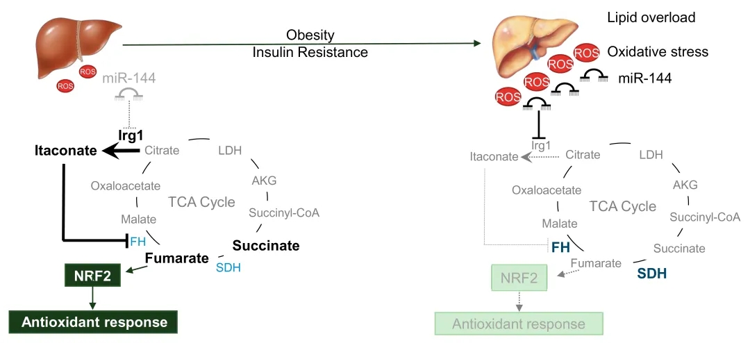Gastroenterology丨肝脏miR-144驱动延胡索酸酶活性以防止肥胖期间NRF2激活