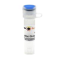 pMyc-TA-luc (报告基因质粒)