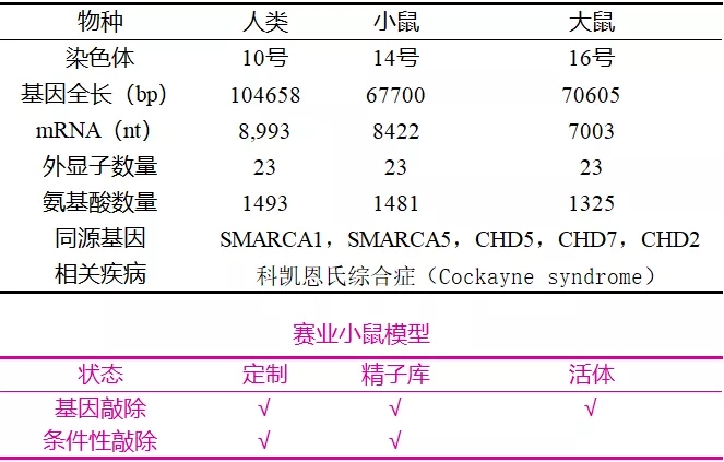罕见的儿童早衰症—科凯恩氏综合症与ERCC6基因