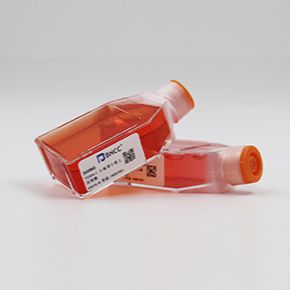 CP70人卵巢癌细胞