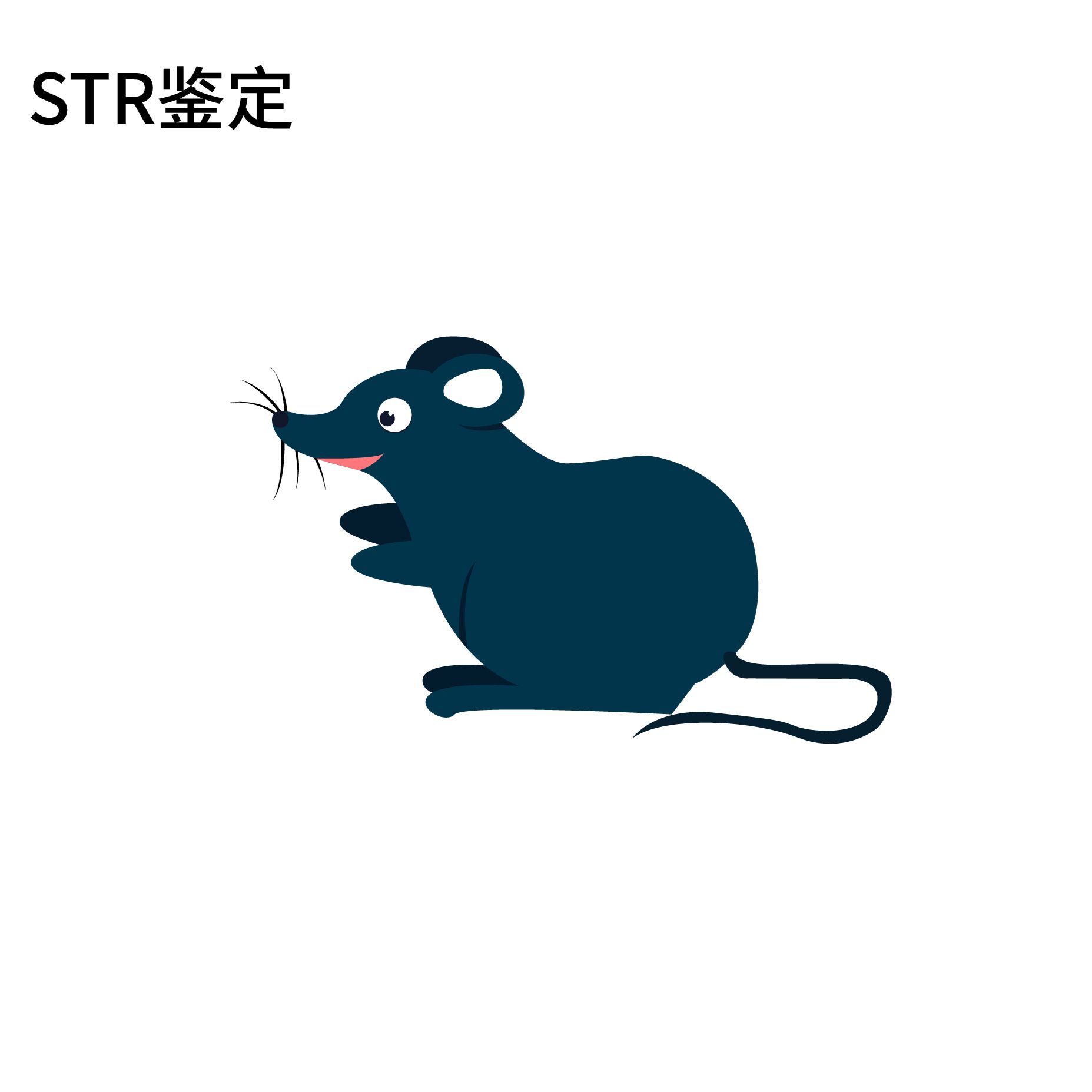小鼠细胞STR鉴定
