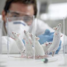  动物实验（大鼠、小鼠、兔等）