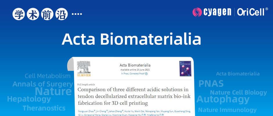0.1M盐酸溶液可加速促进dECM生物墨水制备