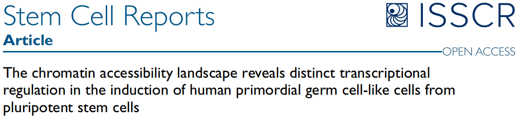 哪些关键转录因子在调控多能干细胞到生殖细胞的分化？染色质可及性研究来揭秘