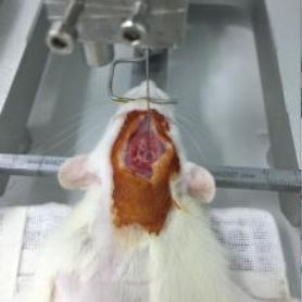 阿尔茨海默病(AD)大鼠模型