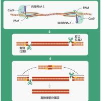 CRISPR/Cas9大片段刪除細胞系定制