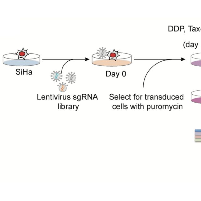 CRISPR-Cas9 sgRNA文庫的設計構建、合成、載體構建、慢病毒包裝、質檢