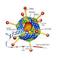 AAV腺相关病毒包装服务(过表达/干扰）