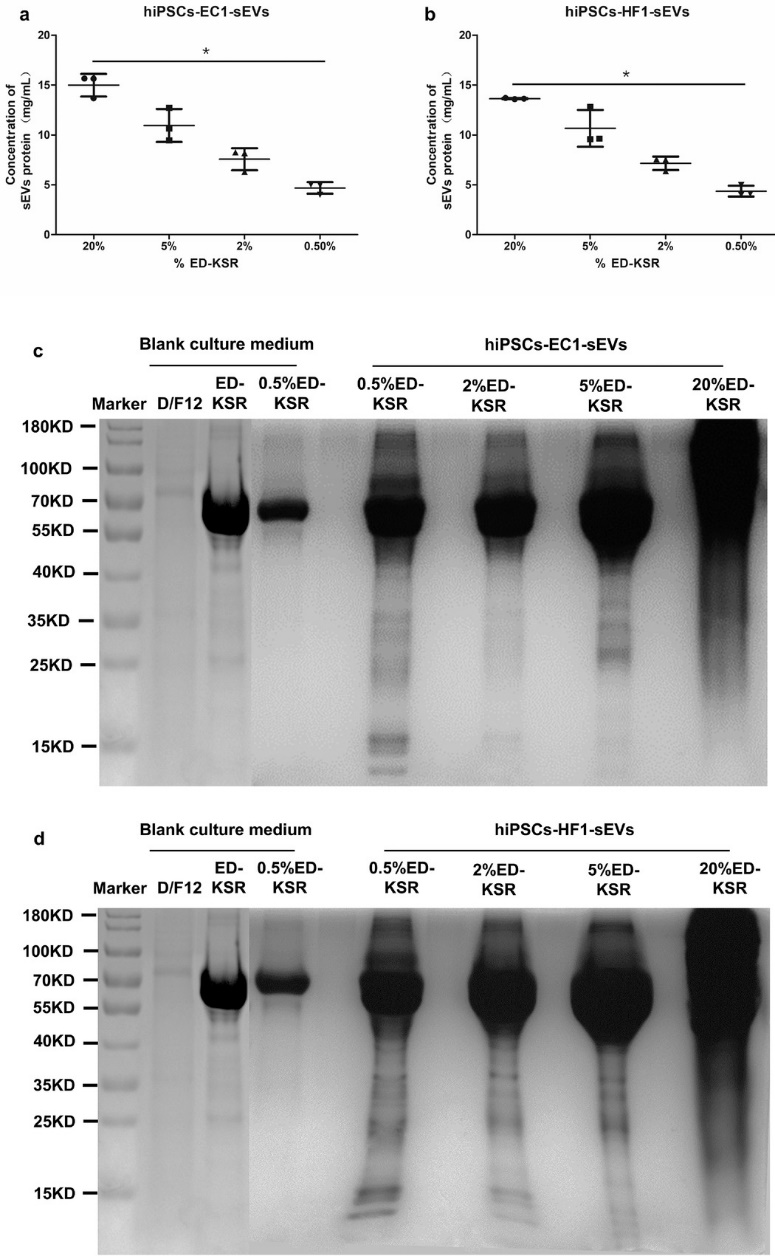 优化诱导的多能干细胞培养和提取外泌体的方法