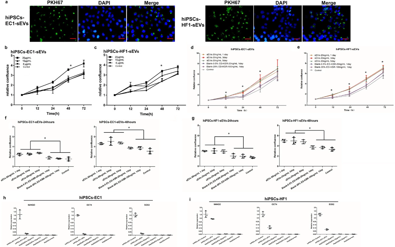 优化诱导的多能干细胞培养和提取外泌体的方法