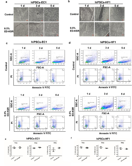 优化诱导的多能干细胞培养和提取外泌体的方法