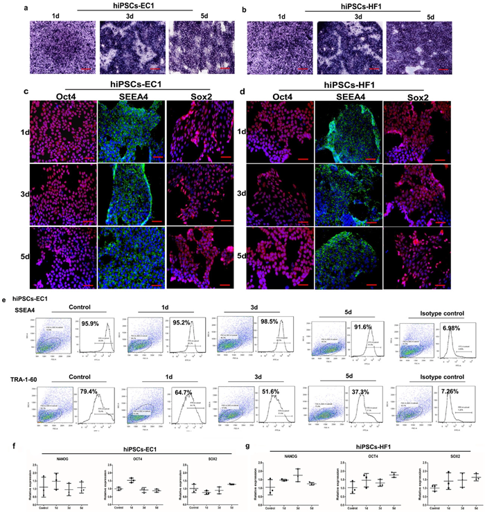 优化诱导的多能干细胞培养和提取外泌体的方法