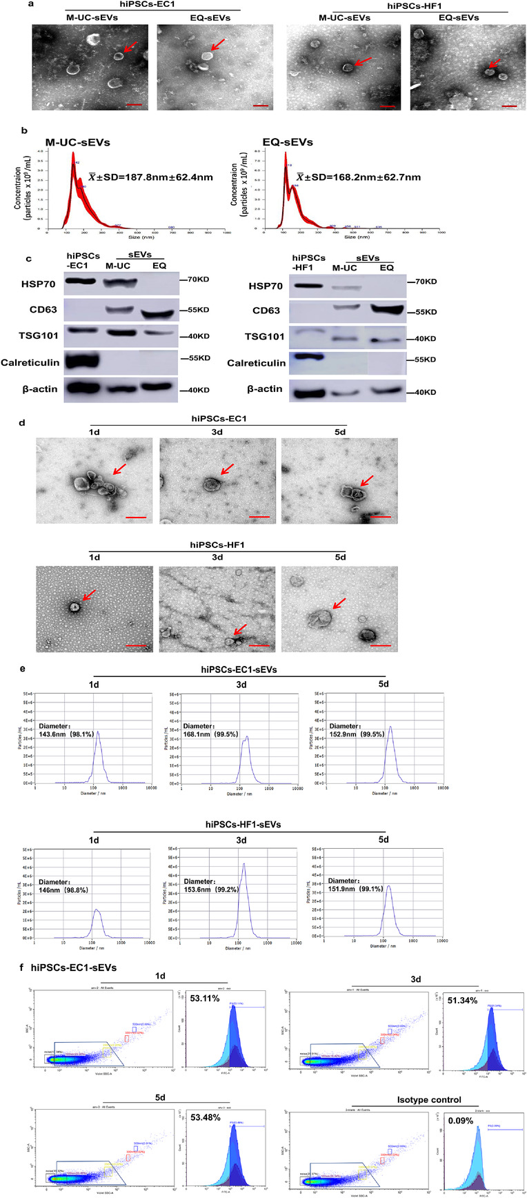 优化诱导的多能干细胞培养和提取外泌体的方法