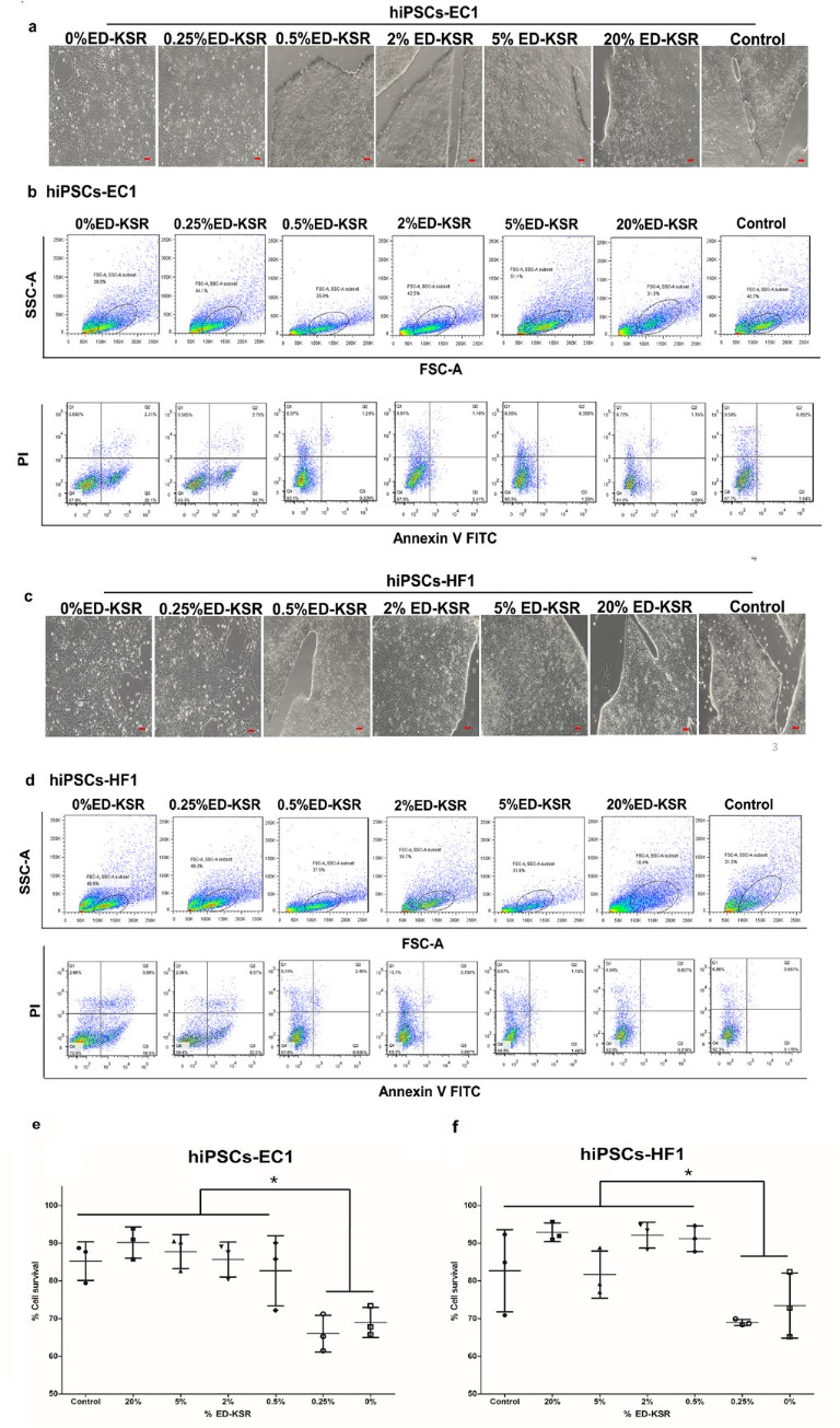 优化诱导的多能干细胞培养和提取外泌体的方法
