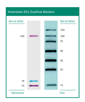 明星畅销单品-分子量marker标志物系列