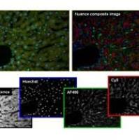 多光谱成像技术