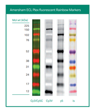 明星畅销单品-分子量marker标志物系列