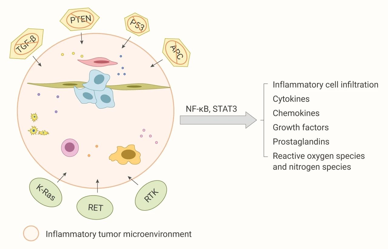 Mol Cancer：环状RNA在黑色素瘤中的功能及分子机制_美必思医学编译