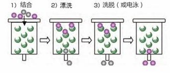 蛋白纯化标签怎么选？Abbkine告诉你！
