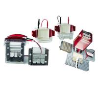 电泳电转组合套装