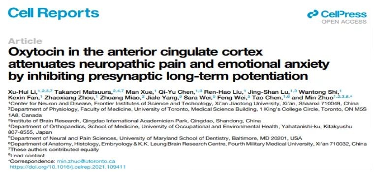 【客户文章】催产素通过抑制前扣带回皮层突触前长时程增强作用缓解慢性疼痛及其伴发的焦虑