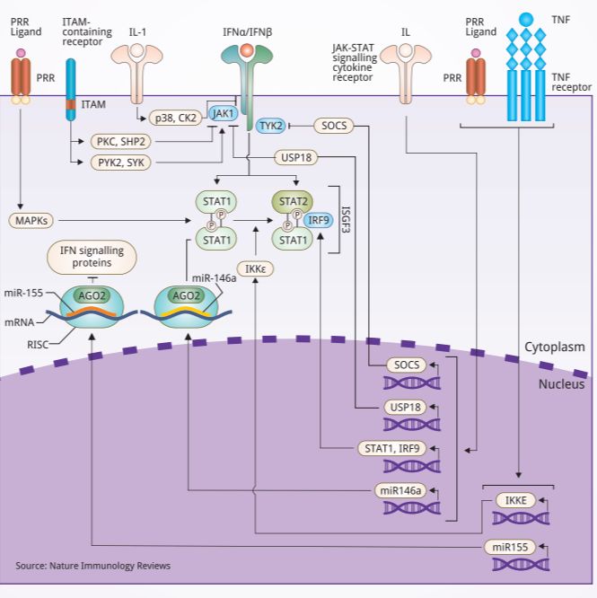 免疫学途径-I型干扰素信号传导 相关产品