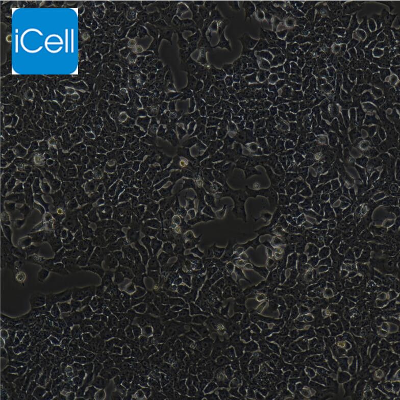 RH-35 大鼠肝癌细胞/种属鉴定/镜像绮点（Cellverse）