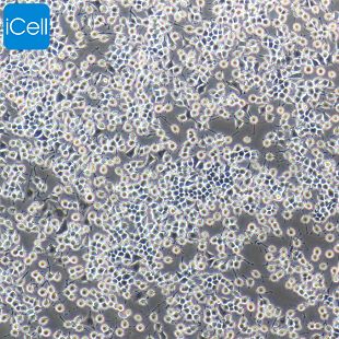 RIN-m5F 大鼠胰岛β细胞瘤细胞 种属鉴定